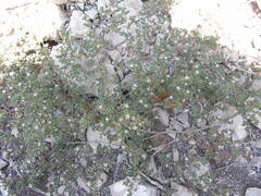 Frankenia pulverulenta