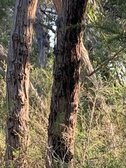 Eucalyptus conglomerata