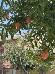 Punica