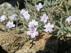 Limonium vestitum