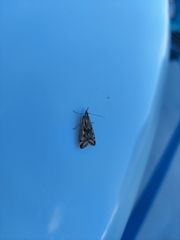 Loxostege cereralis