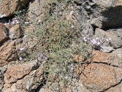 Limonium vestitum