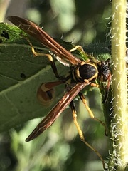 Mischocyttarus flavitarsis