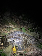 Python bivittatus