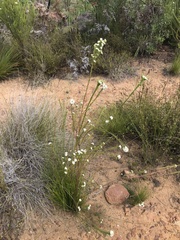 Lachnaea diosmoides