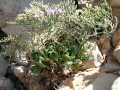 Limonium vestitum