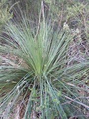 Xanthorrhoea