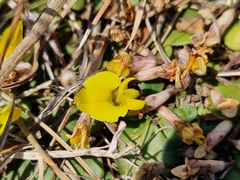 Listia heterophylla