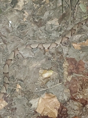 Agkistrodon laticinctus