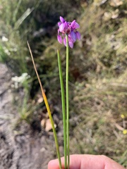 Sowerbaea juncea