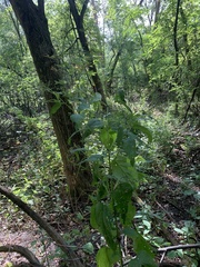 Scrophularia marilandica