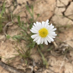 Brachyscome papillosa