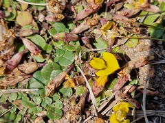 Listia heterophylla