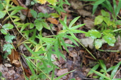 Polygonatum verticillatum