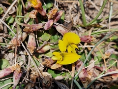 Listia heterophylla