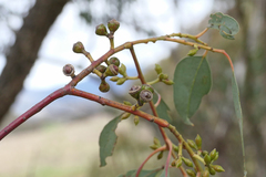 Eucalyptus bridgesiana