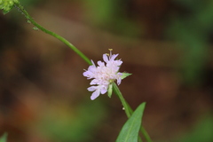 Knautia