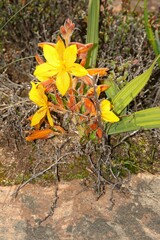 Wachendorfia multiflora