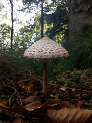 Macrolepiota procera
