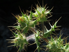 Berkheya spinosissima