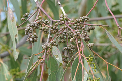 Eucalyptus bridgesiana