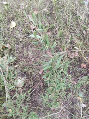 Chenopodium betaceum