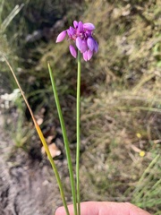 Sowerbaea juncea
