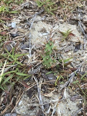 Opuntia humifusa
