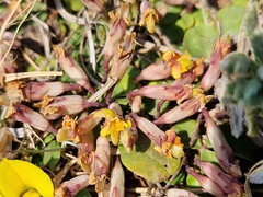 Listia heterophylla