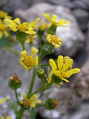 Senecio leucanthemifolius