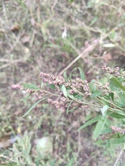 Chenopodium betaceum