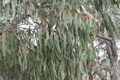 Eucalyptus bridgesiana
