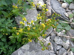 Senecio leucanthemifolius