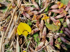 Listia heterophylla