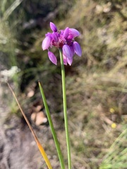 Sowerbaea juncea