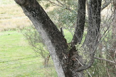 Eucalyptus bridgesiana