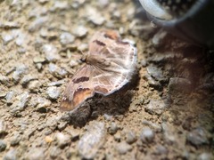 Odontoptilum angulata