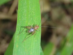 Trigonidiidae