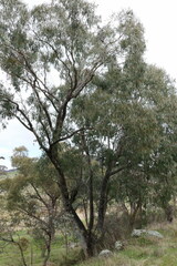 Eucalyptus bridgesiana