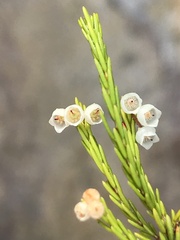 Erica tenuis