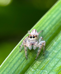 Opisthoncus nigrofemoratus