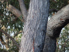 Eucalyptus marginata marginata