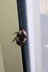 Protaetia aurichalcea