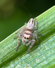 Opisthoncus nigrofemoratus