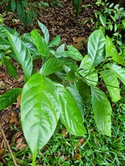 Nothaphoebe umbelliflora