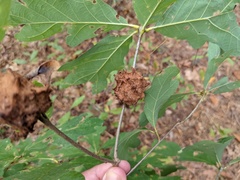 Callirhytis seminator