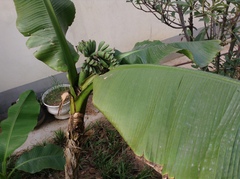 Musa basjoo
