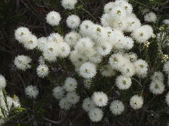 Melaleuca ericifolia