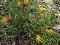 Isopogon ceratophyllus