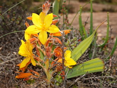 Wachendorfia multiflora